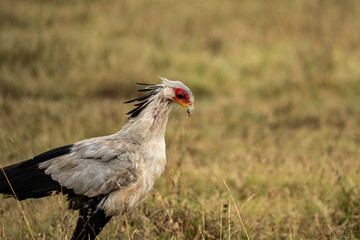 Sagittarius serpentarius in Kenya