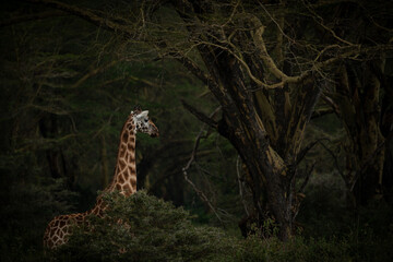 giraffe in masai mara natural reserve for wildlife in kenya