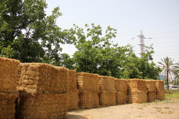 Straw is the dry stems of cereal crops remaining after threshing.