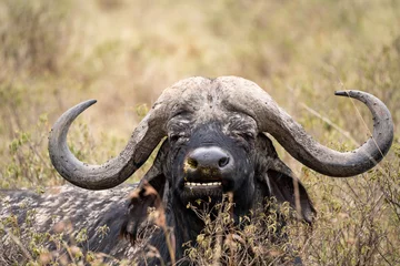 Papier Peint Lavable Parc national du Cap Le Grand, Australie occidentale Masai Mara kenya buffalo portrait