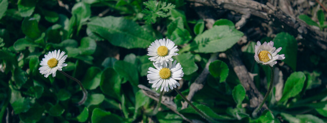 Botanical background. Four wild daisies illuminated by the sun. Horizontal image. Ideal for a banner or website.