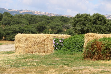 Straw is the dry stems of cereal crops remaining after threshing.