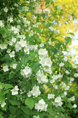 Bushes of blooming scented philadelphus coronarius in the spring garden