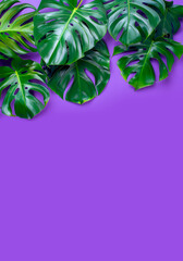 Fototapeta na wymiar Summer philodendron tropical leaves minimalist concept on vibrant purple background with copy space.