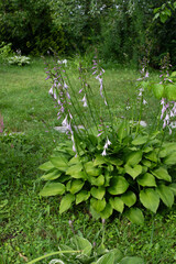 Perennial hosta plant with flowers in a summer garden