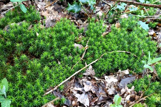 Polytrichastrum formosum, commonly known as the bank haircap moss, belongs to the family Polytrichaceae