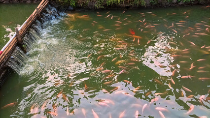 Red tilapia, carp and koi fish are kept in ponds or rivers that have waterfalls, to maintain the...