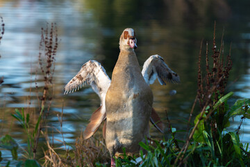 Frontal portrait of an adult Nile or Egyptian goose (Alopochen aegyptiaca) with wings spread during molting - 770943904