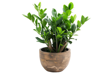 ZZ Plant in a Pot Isolated on Transparent Background