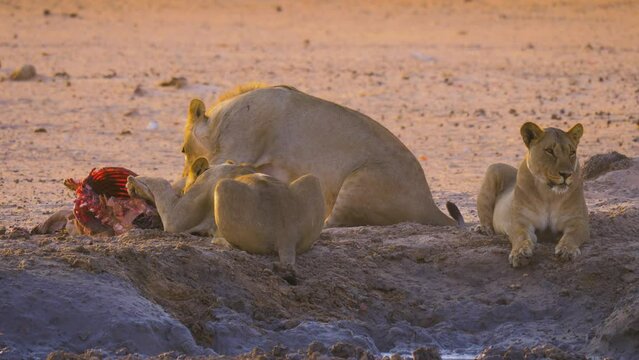 Group of three Lions (Panthera leo) feeding on the carcass of a killed Gemsbok, Etosha National Park Namibia