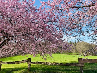a blooming cherry tree with a blue sky	
