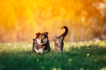 dear friends a striped cat and a cheerful dog are sitting together on a sunny spring meadow