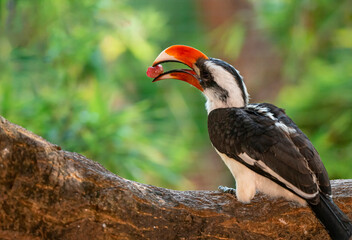 Naklejka premium Hornbills are found in Africa and Asian and live in tropical and subtropical forests.