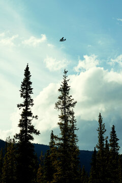 a bush plane flying over pine trees and mountains in alaska
