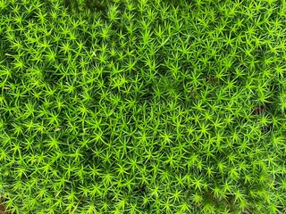 Star moss forest 