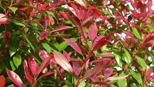 Red Lighr photinia red robin shrub
