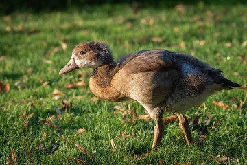 Nile or Egyptian goose (Alopochen aegyptiaca) gosling about 4-5 months old walks through the meadow - 770957324