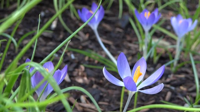 Blue Crocus Flowers - III - Picturesque Spring Landscape - VCU Loop