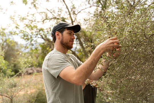 Close up of man picking green olives from tree.
