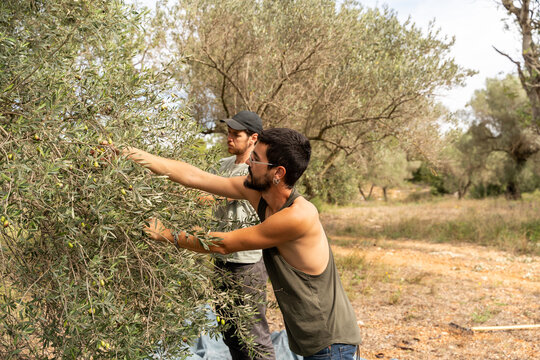 Olive harvest hand-picked 