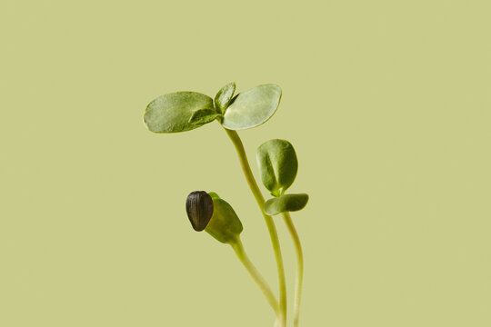 Fresh sunflower microgreen sprouts over light green background