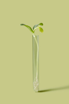 Fresh leaves of pumpkin germinating in glass test tube