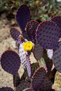 Purple Cactus on the desert