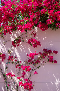 Bougainvillea plant
