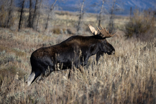 Bull Moose Closeup in a Field Inside Grand Teton National Park