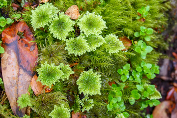 Close up of green Umbrella moss, Hypopterygium sp, next to a brown leaf. Location:  Ventisquero Yelcho trail, Corcovado National Park, Chile