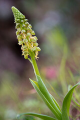 Orchid (Aceras anthropophorum). Man orchid flower Aceras antropophorum. Cabras, Oristano, Sardinia. Italy.