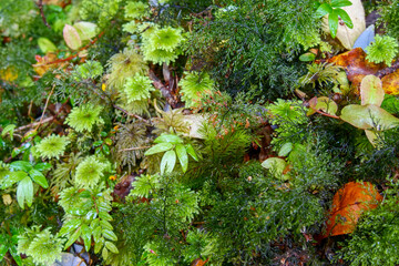 Close up of green Umbrella moss, ferns and brown leaves. Location:  Ventisquero Yelcho trail, Corcovado National Park, Chile