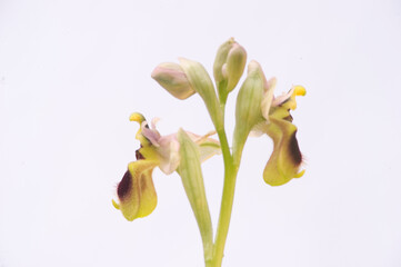 Sawfly Orchid, Ophrys tenthredinifera, Freshly opened bloom with the pollinia still folded into the anther. Sardinia, Italy