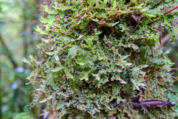 Close up of green lush fern with black seeds growing on tree trunk.  Background blurred or out of focus.  Location:  Ventisquero Yelcho trail, Corcovado National Park, Chile