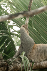 sloth hanging and sleeping in tree