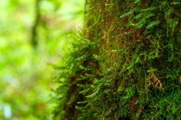 Green ferns growing off the side of a brown tree stump in a temperate forest.  Background blurred or out of focus. Location:  Ventisquero Yelcho trail, Corcovado National Park, Chile