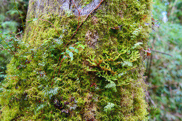 Green ferns and  moss growing off the side of a brown tree stump in a temperate forest. Location:  Ventisquero Yelcho trail, Corcovado National Park, Chile