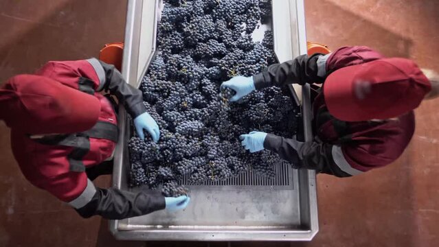 Winery workers sort bunches of grapes on machine 