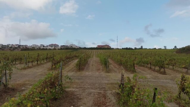 Drone flying over multiple bushes of grape rows. 