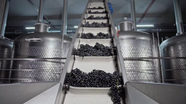 Black grapes on belt hoist in automated wine plant
