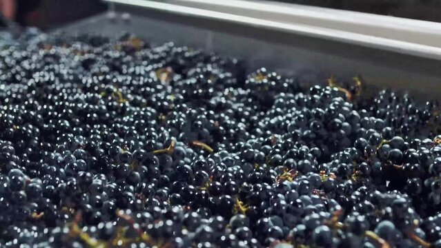Black grape berries are shaken on vibrating clean