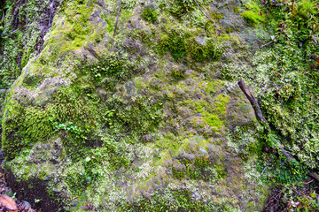 Close up of green ferns and  moss growing on a big rock in a temperate forest. Location:  Ventisquero Yelcho trail, Corcovado National Park, Chile