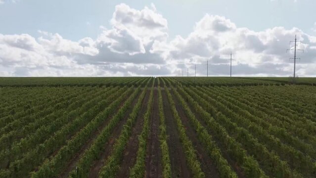 Fields planted with rows of white and red grape
