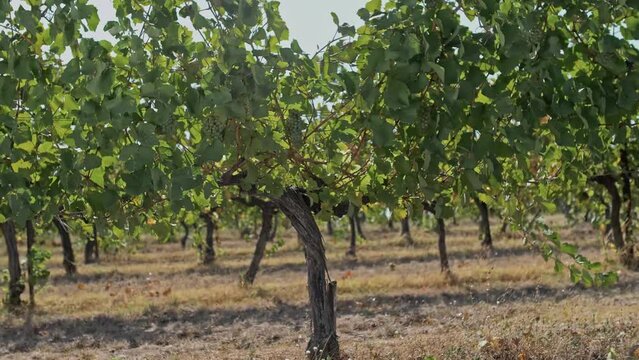 Green vine of white Sauvignon Blanc grapes in sun