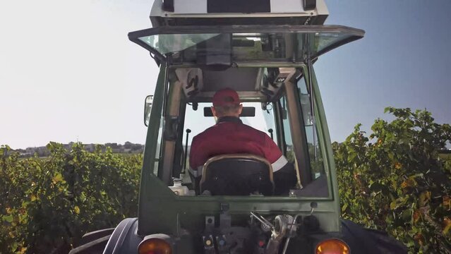 Tractor with driver between rows in grape terroirs