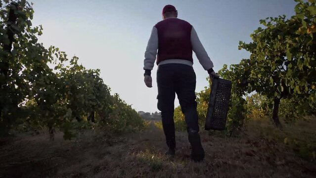 Agronomist grape grower carries an empty box 