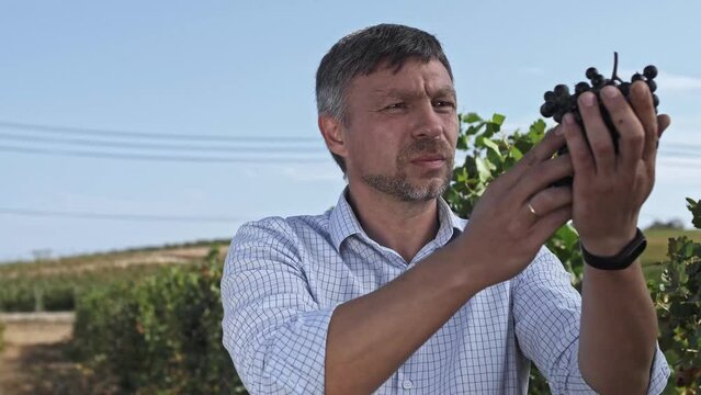 Agronomist holds bunch of red wine grapes in hands