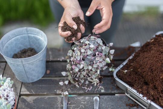 Home Gardener Transplanting Plant In a Pot