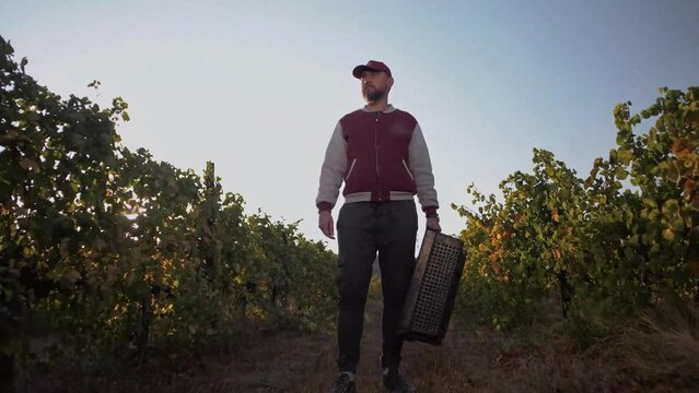 Grape picker with a harvest box between rows 