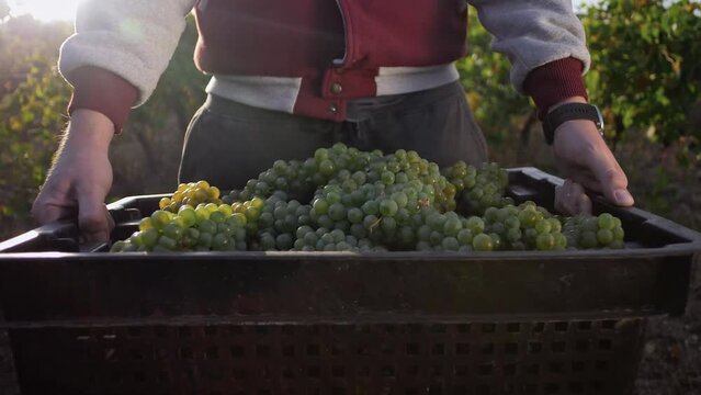 Full box of white wine grapes in the hands 